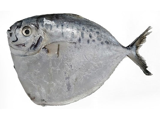 Moonfish / Bilong Bilong / Luneur 6-8p VAC 1 Kg 10%-VN